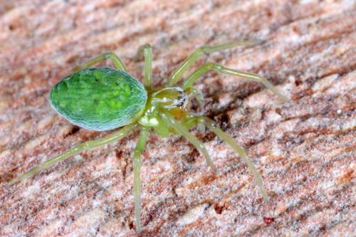 Nigma walckenaeri